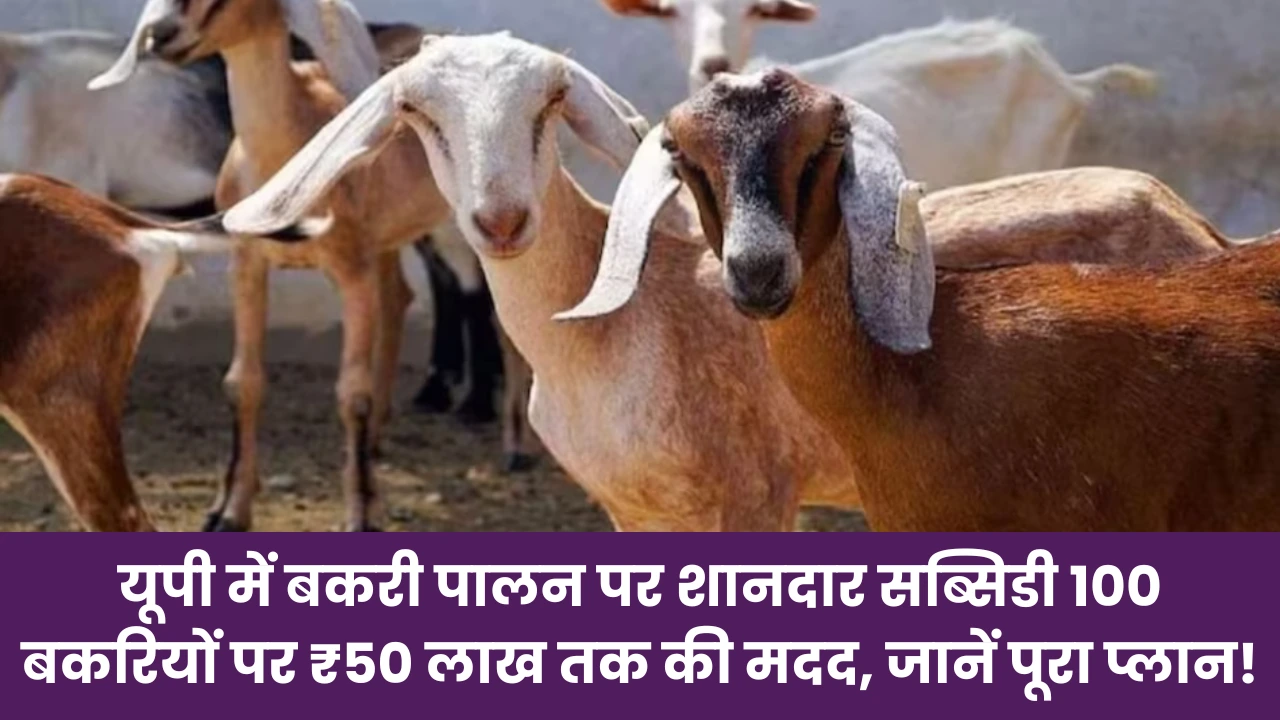 UP Bakri Palan Yojana 2025